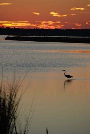 Lewes Delaware Blue HEron