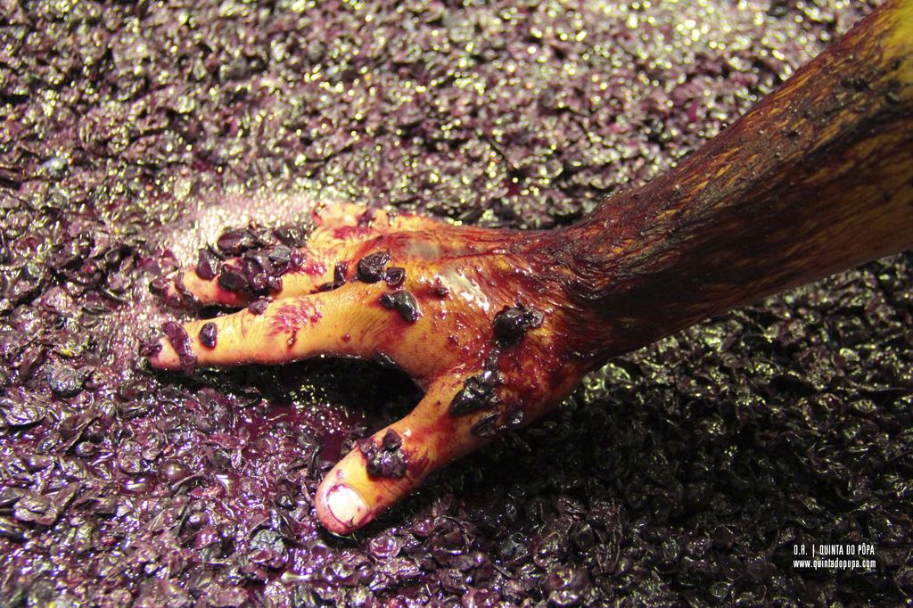 quinta do pôpa sustentável vindimas 2022