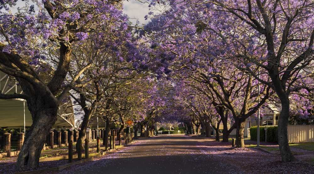 Deep Purple Jacaranda Trees Flowering In Raymond Terrace — Big Tim's Towing in Raymond Terrace, NSW