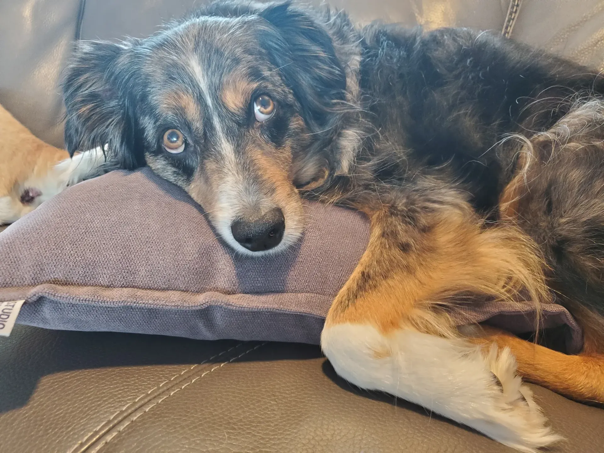 Chaco laying on a pillow