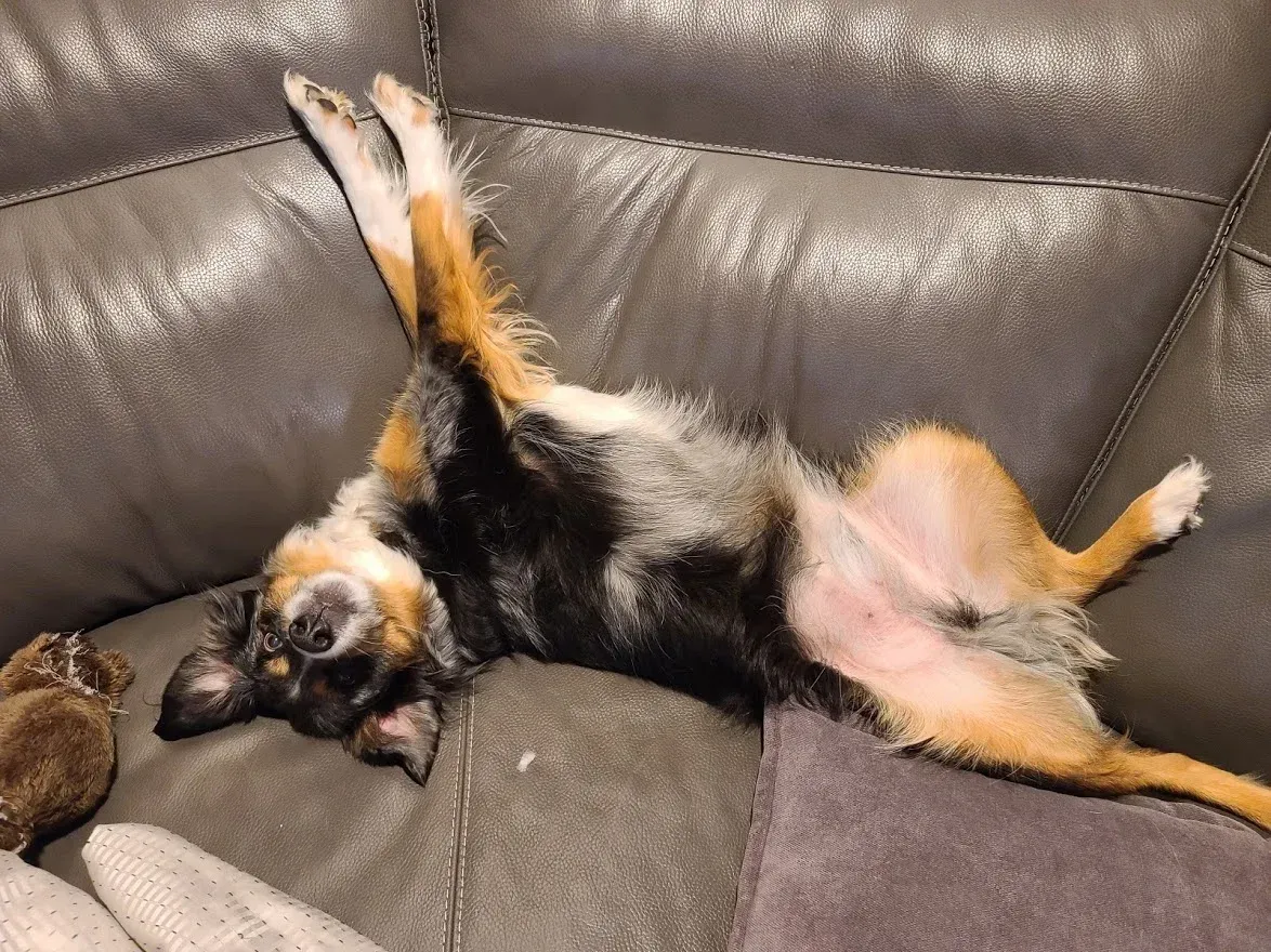 Chaco laying on the couch