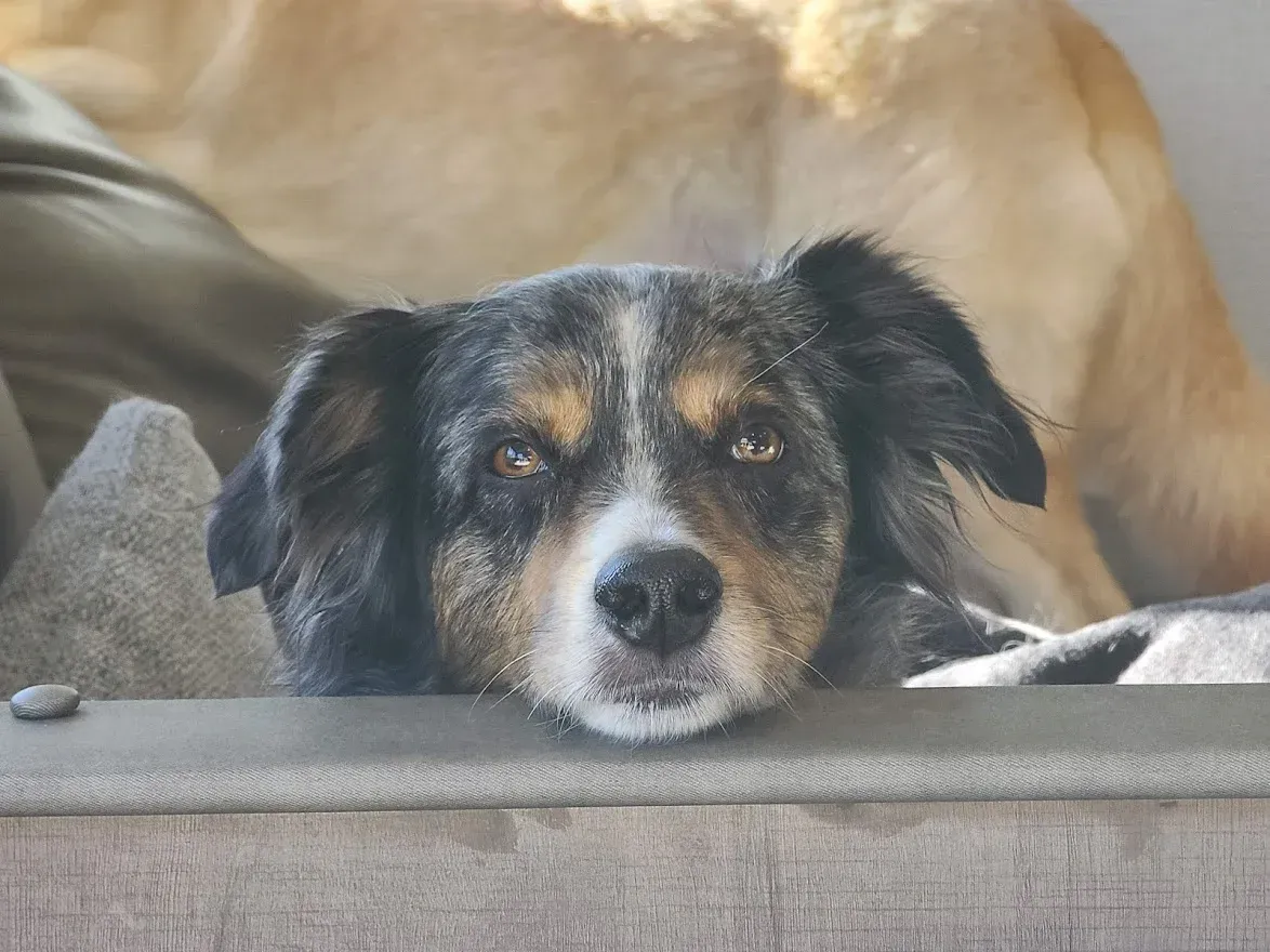 Chaco peeking over the chair