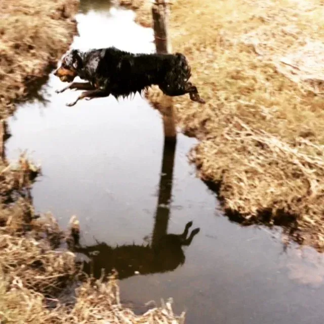Chaco jumping over a creek