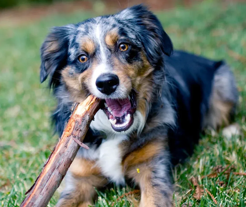 Chaco chewing a stick
