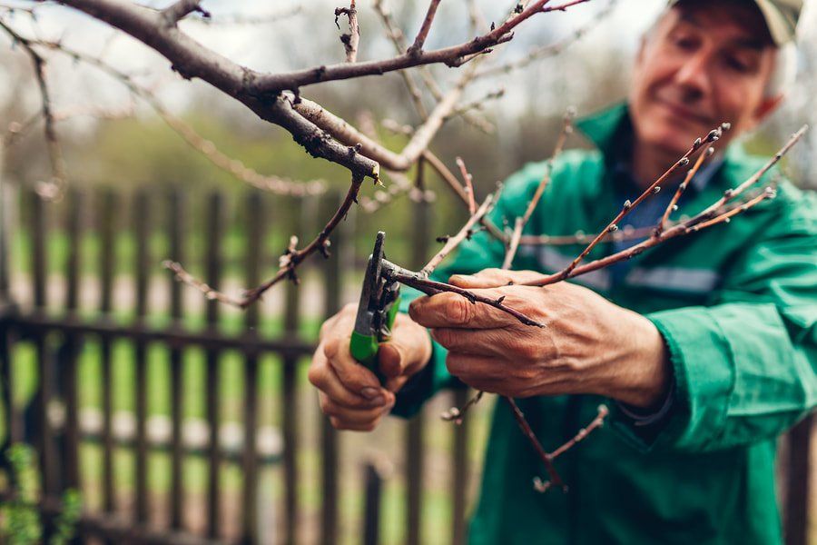 professional tree care expert during work