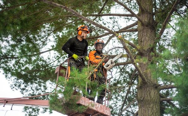 affordable tree care services
