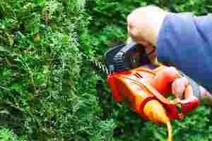 A person is cutting a hedge with a hedge trimmer.