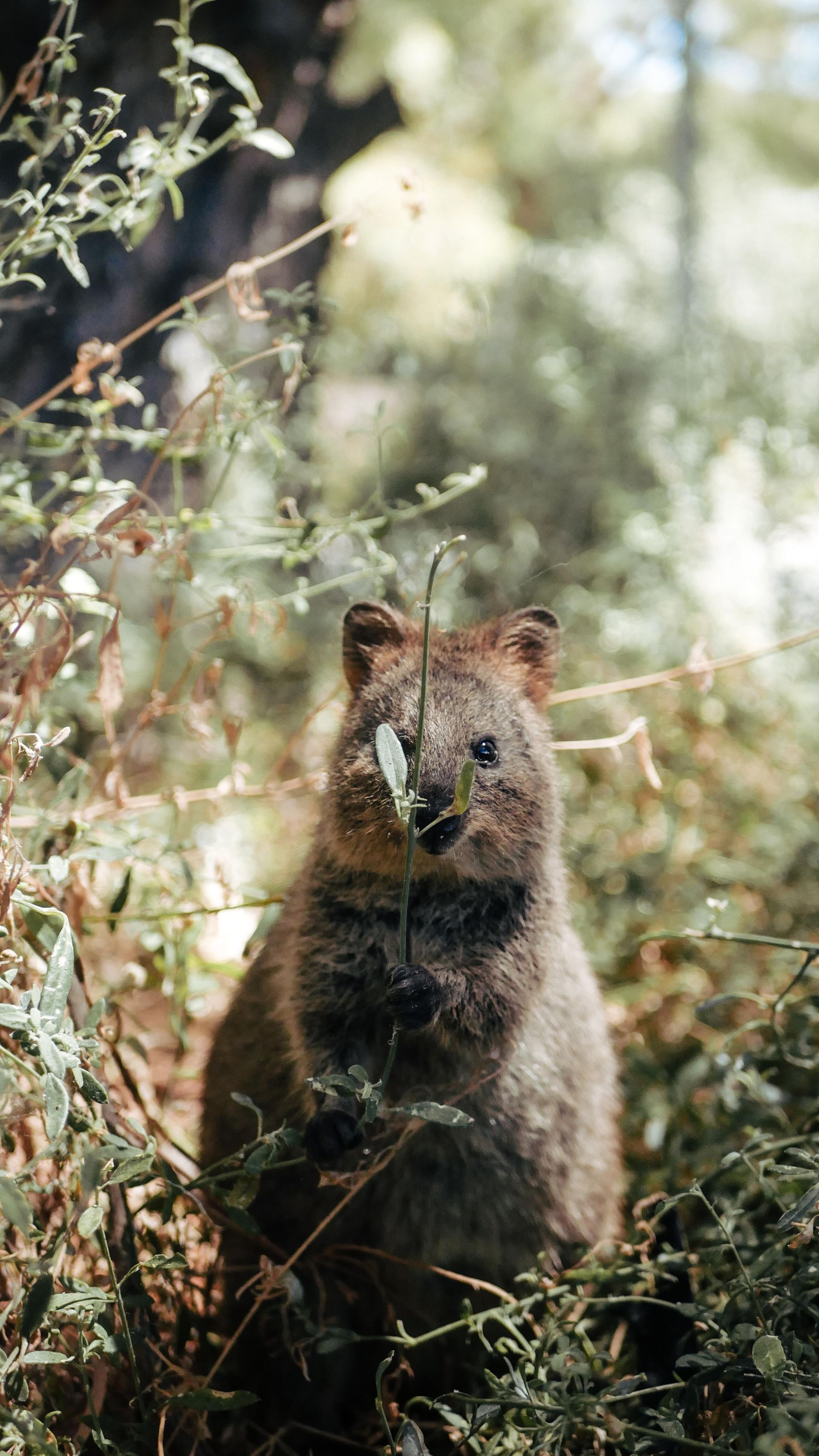 Quokka, Stimmungsbild, Rucksack, Cocktails und Selbstmitleid, Erlebnisbericht