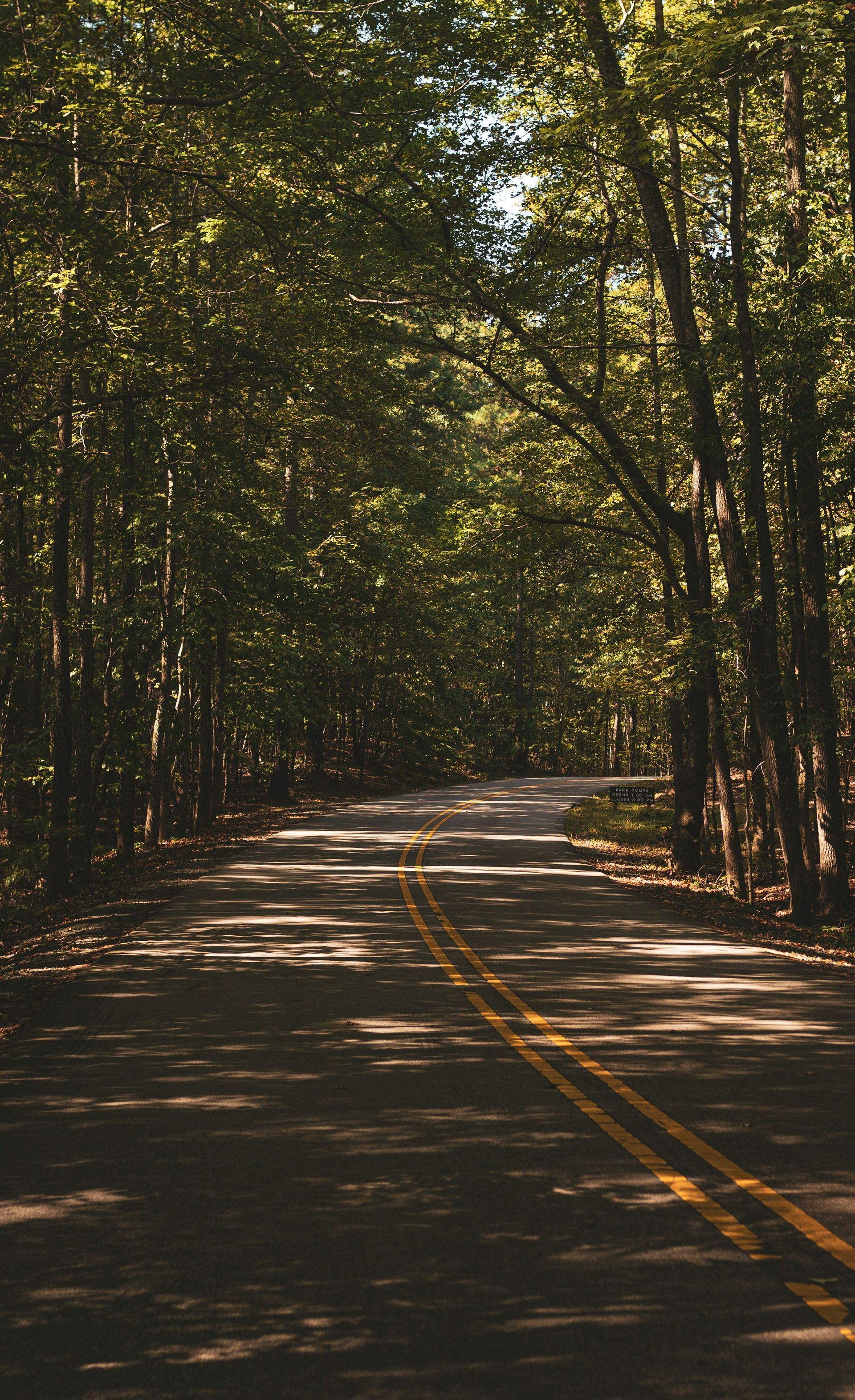 A winding asphalt road through a forest, yellow lines divide lanes, sunlight filters through trees.