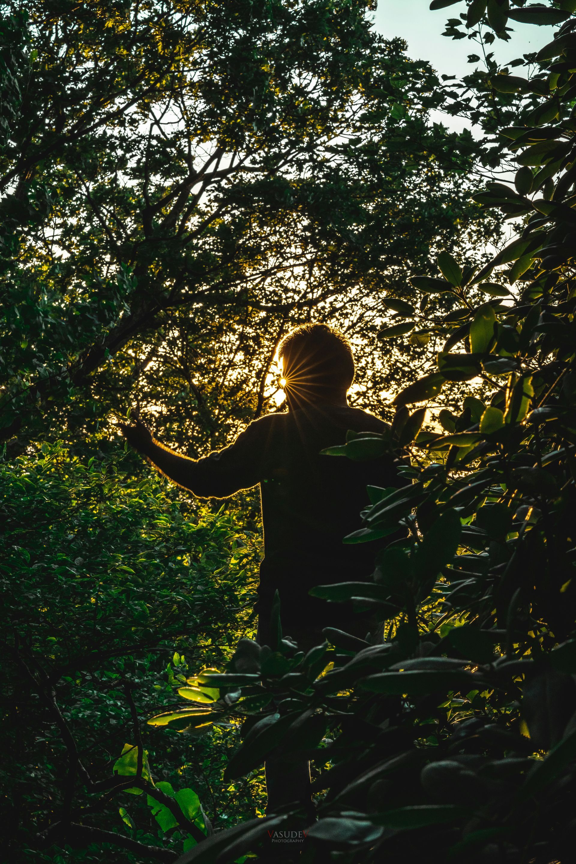 Person backlit by sunlight, arms outstretched, surrounded by lush, dark green foliage in a forest.
