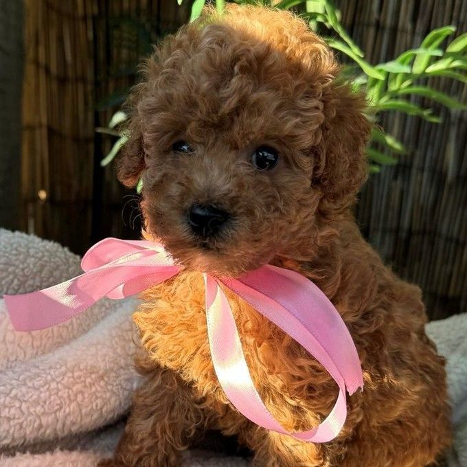A small brown dog wearing a white sweater and bow tie