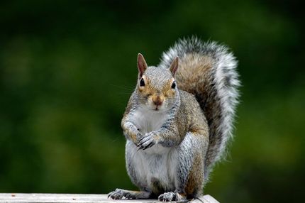 squirel