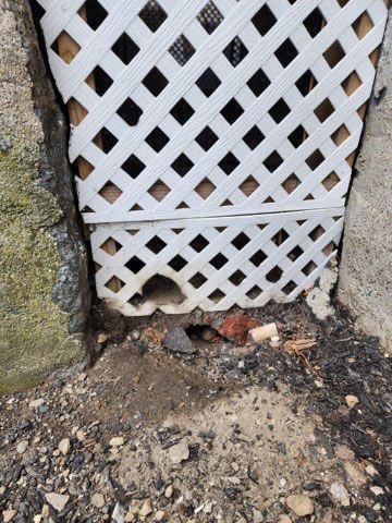 pest control solutions