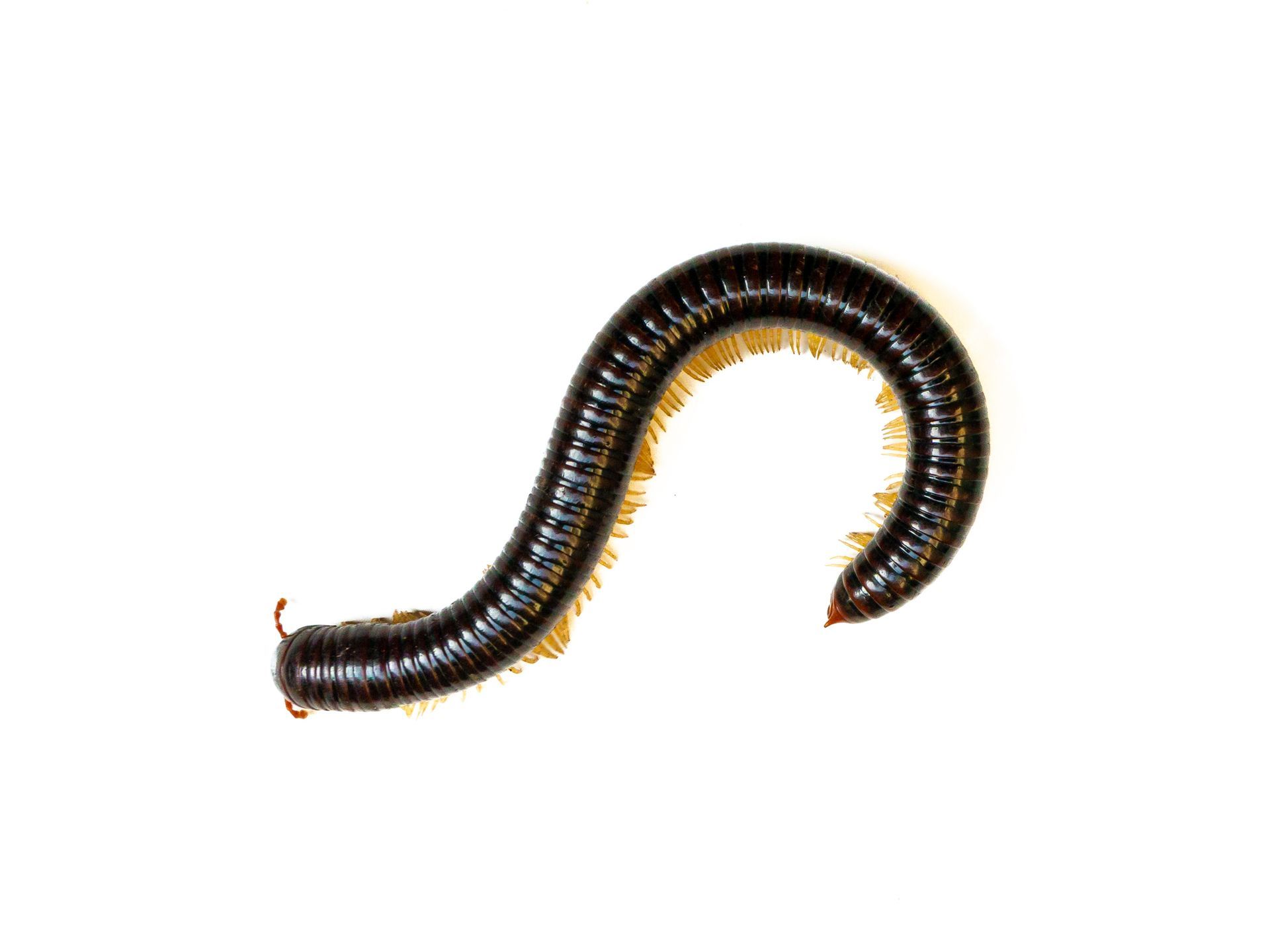 Black millipede with many legs, curled on a white surface.