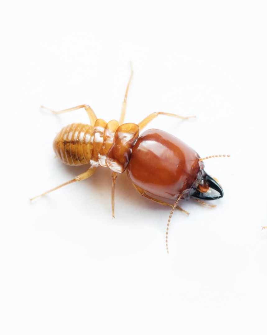 Two brown termites on a white surface. They have large heads and visible legs and antennae.