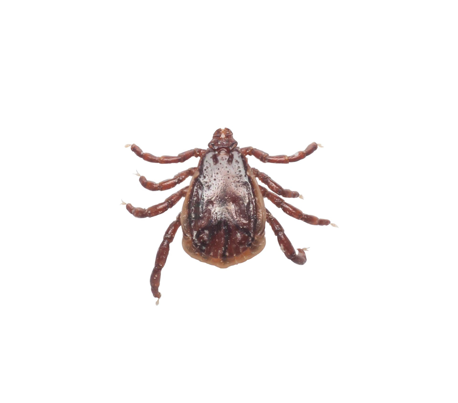 Tick, brown with eight legs, on a white background.