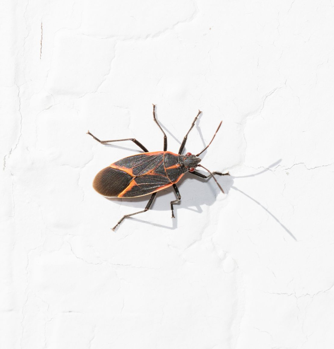Boxelder bug on white textured wall. It has orange and black markings.