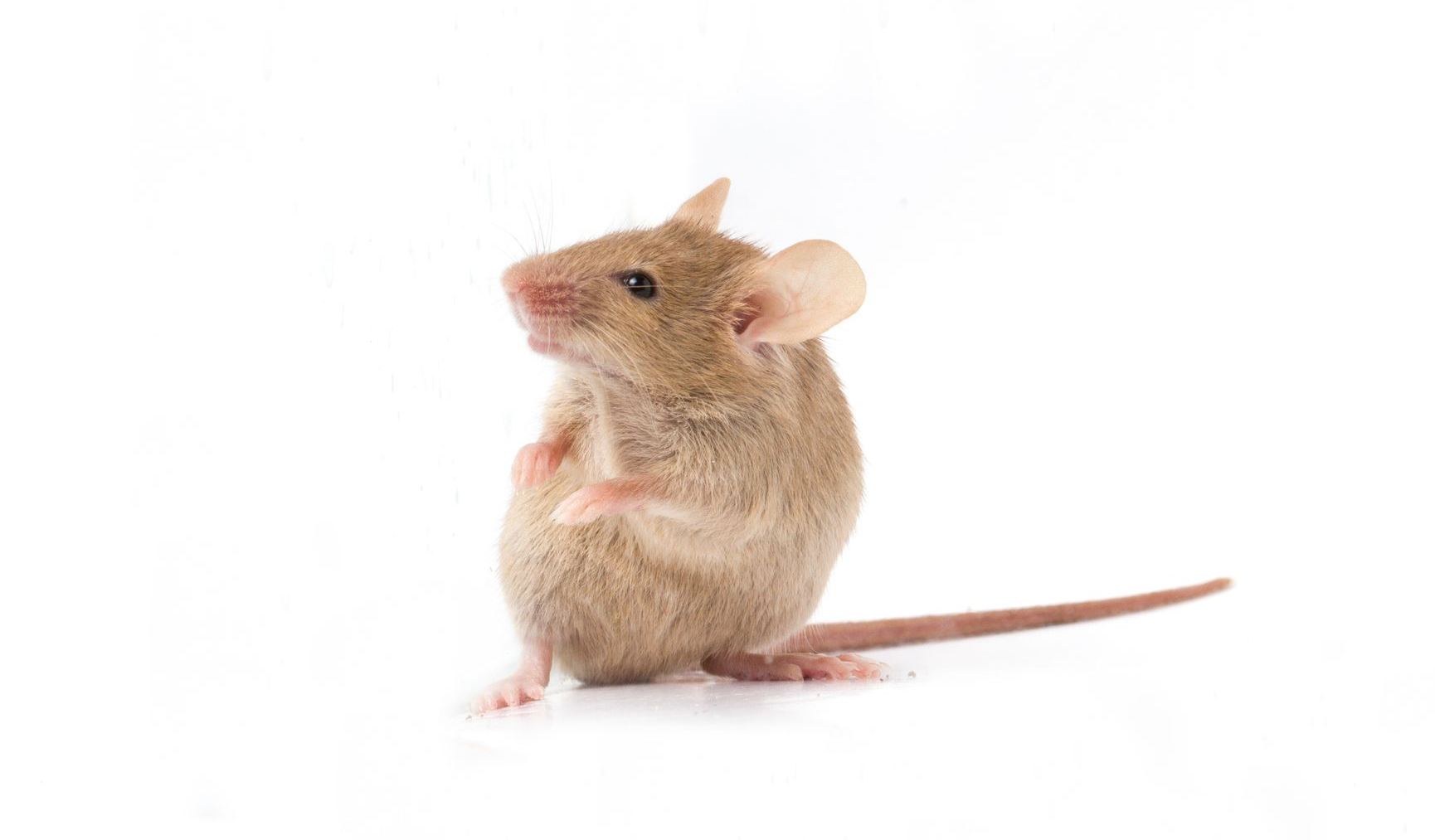 Tan mouse standing on hind legs, looking up with small paws in front, on a white background.