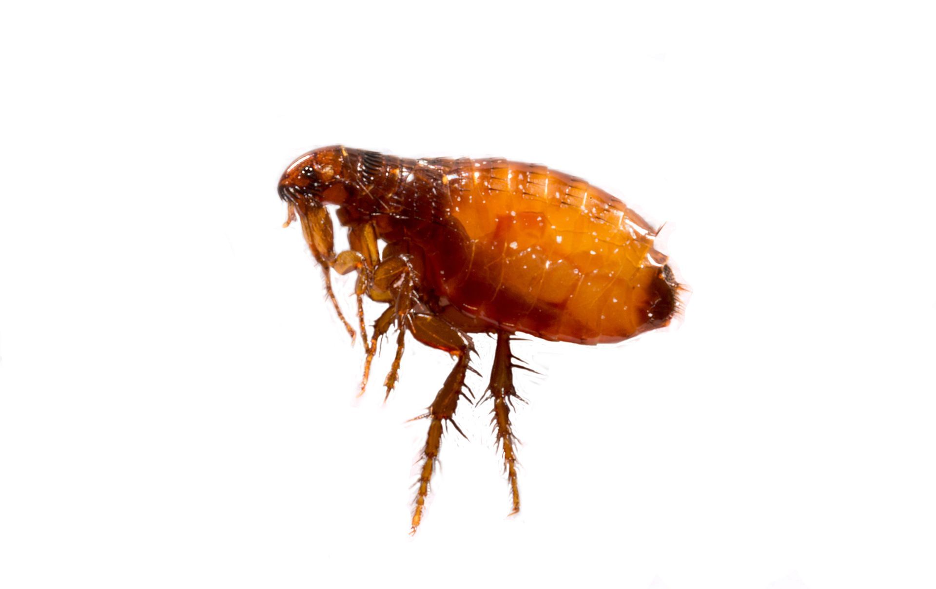 Brown and orange flea on a white background, legs extended.