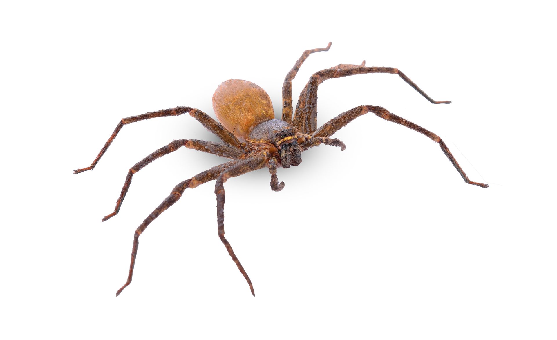 Brown spider with long legs, positioned on a white background.