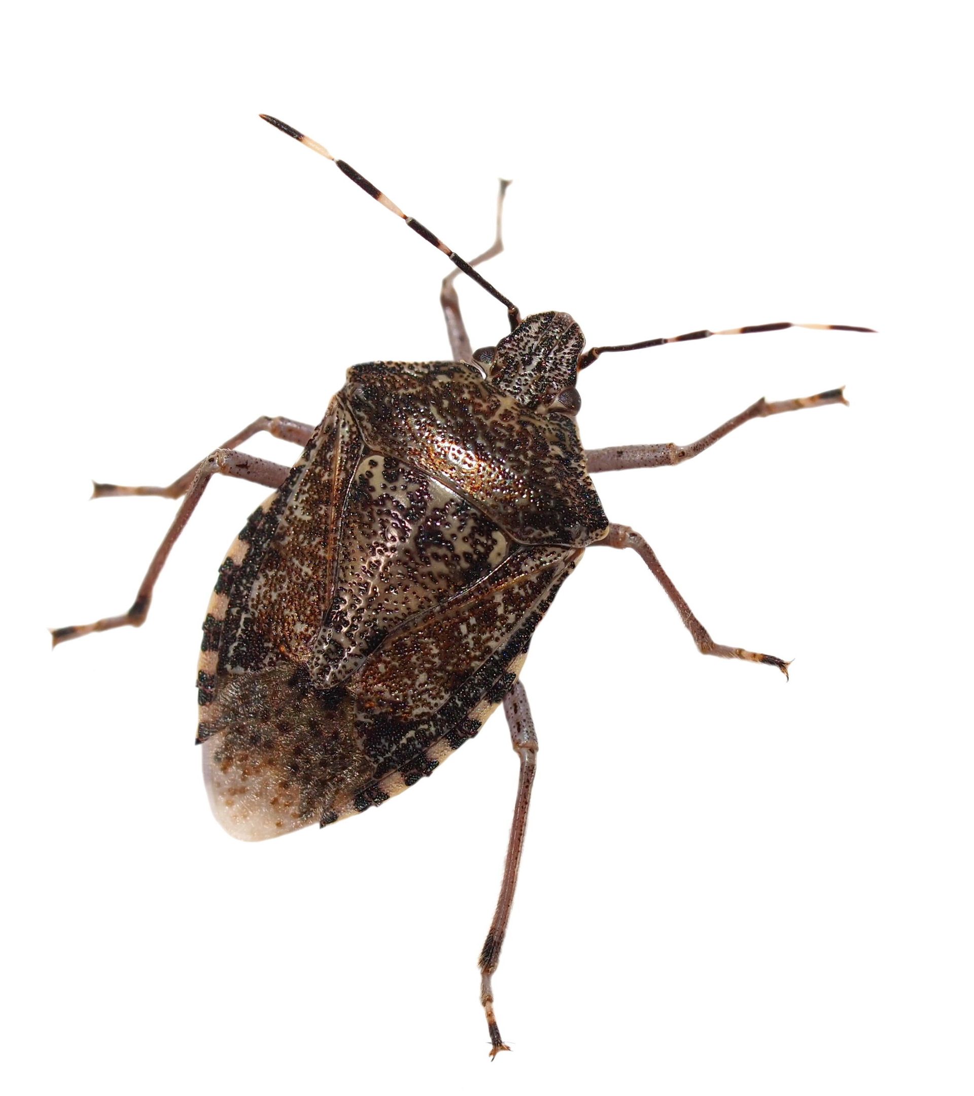 Brown marmorated stink bug on white background.