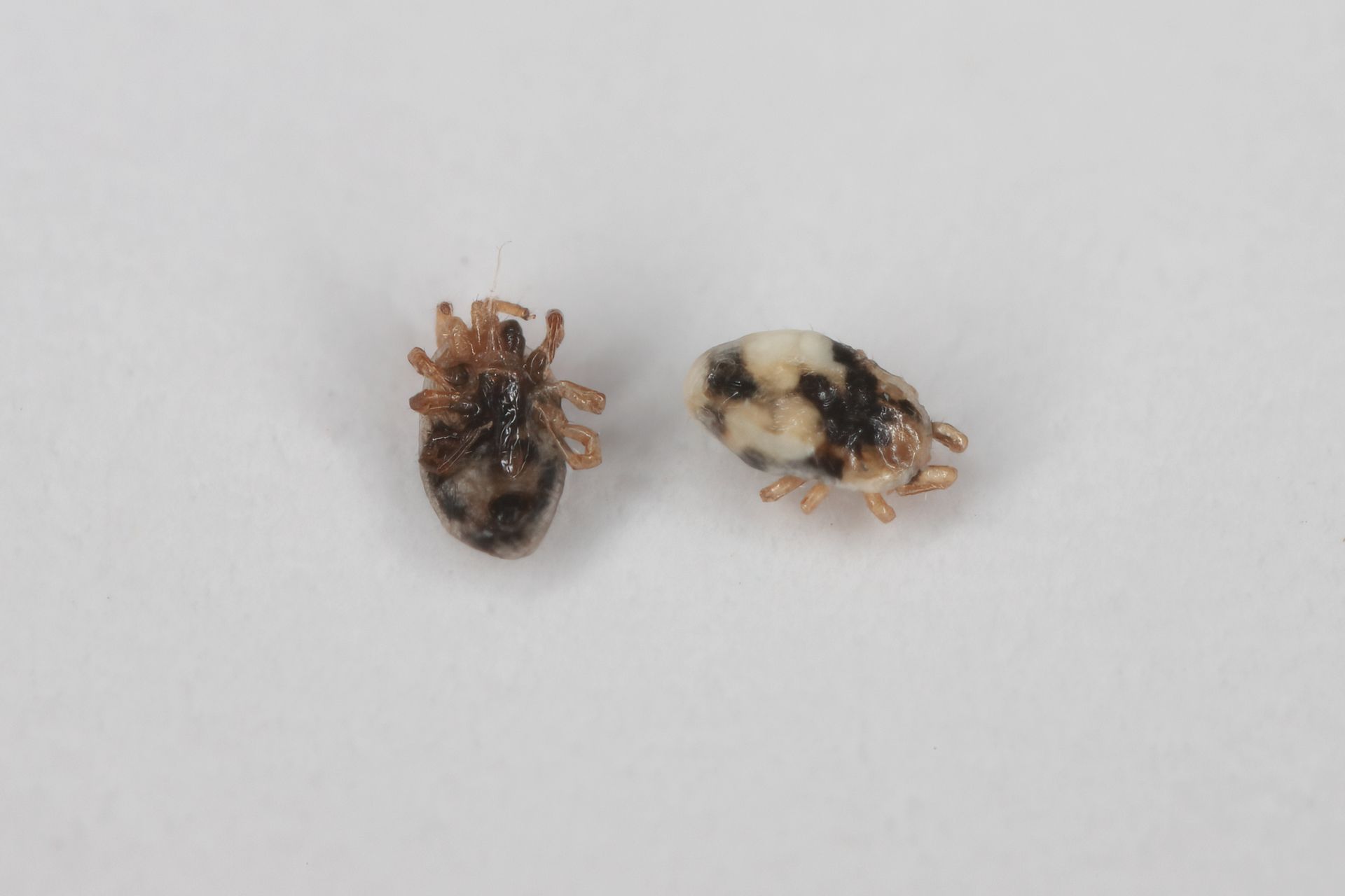 Two oval-shaped brown and white beetles on a white surface.