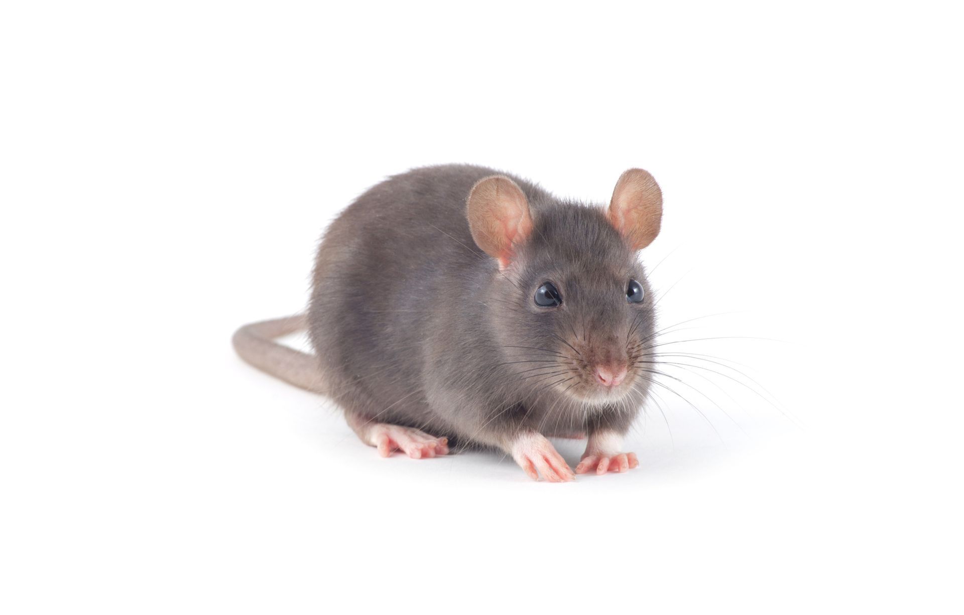 Gray rat with pink nose and feet, long tail, facing forward on white.