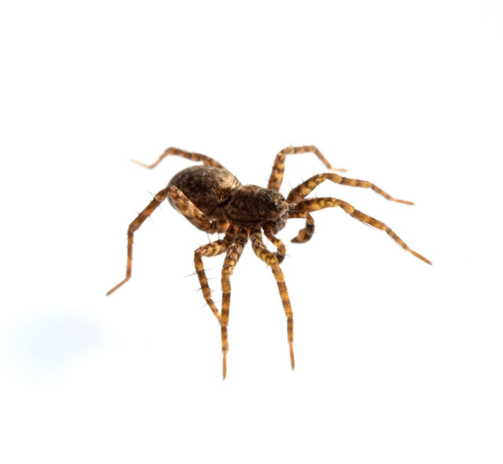 Brown wolf spider with patterned legs on a white background.