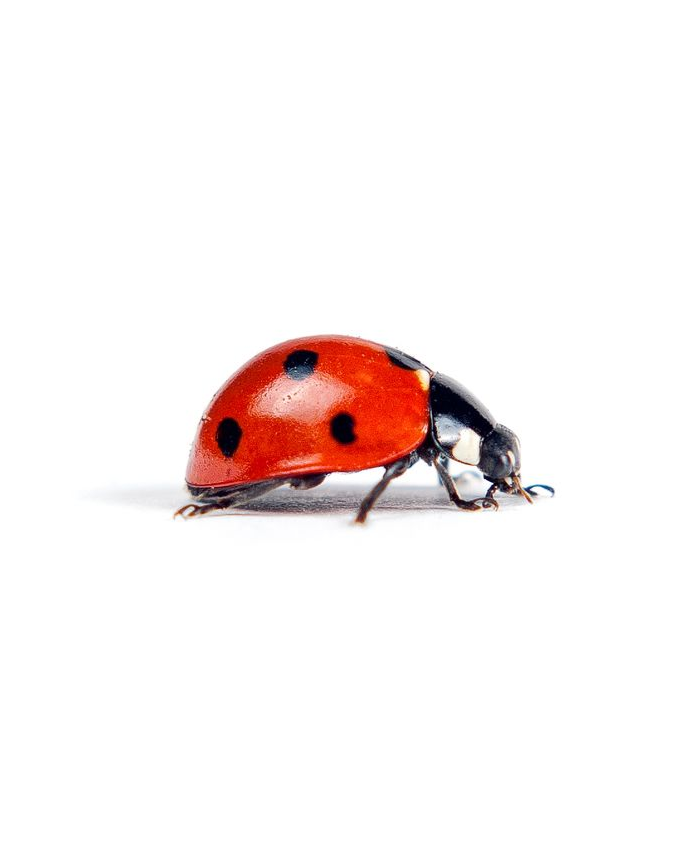 Red ladybug with black spots on a white background.