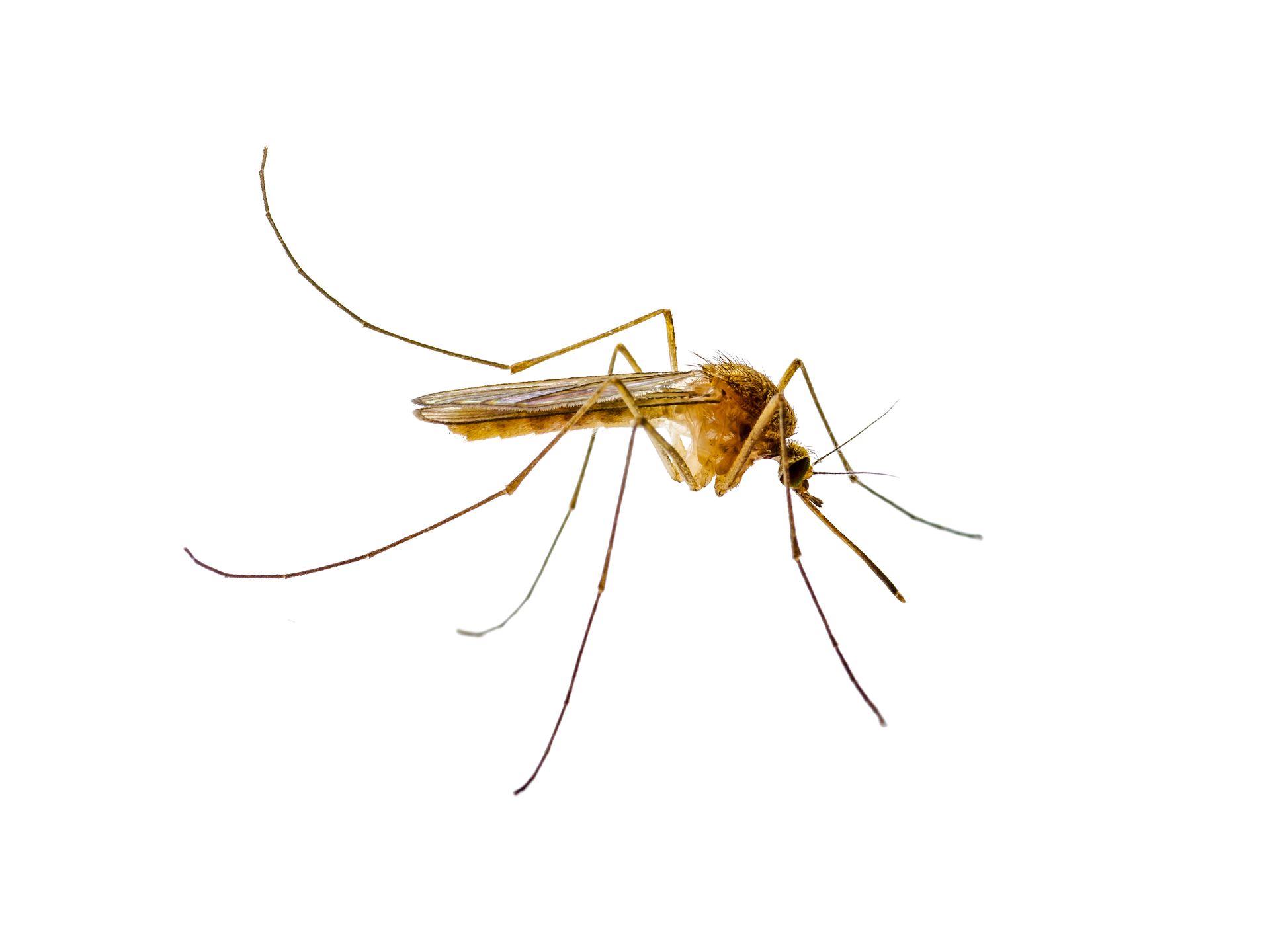 A brown mosquito with long legs and a proboscis, against a white background.