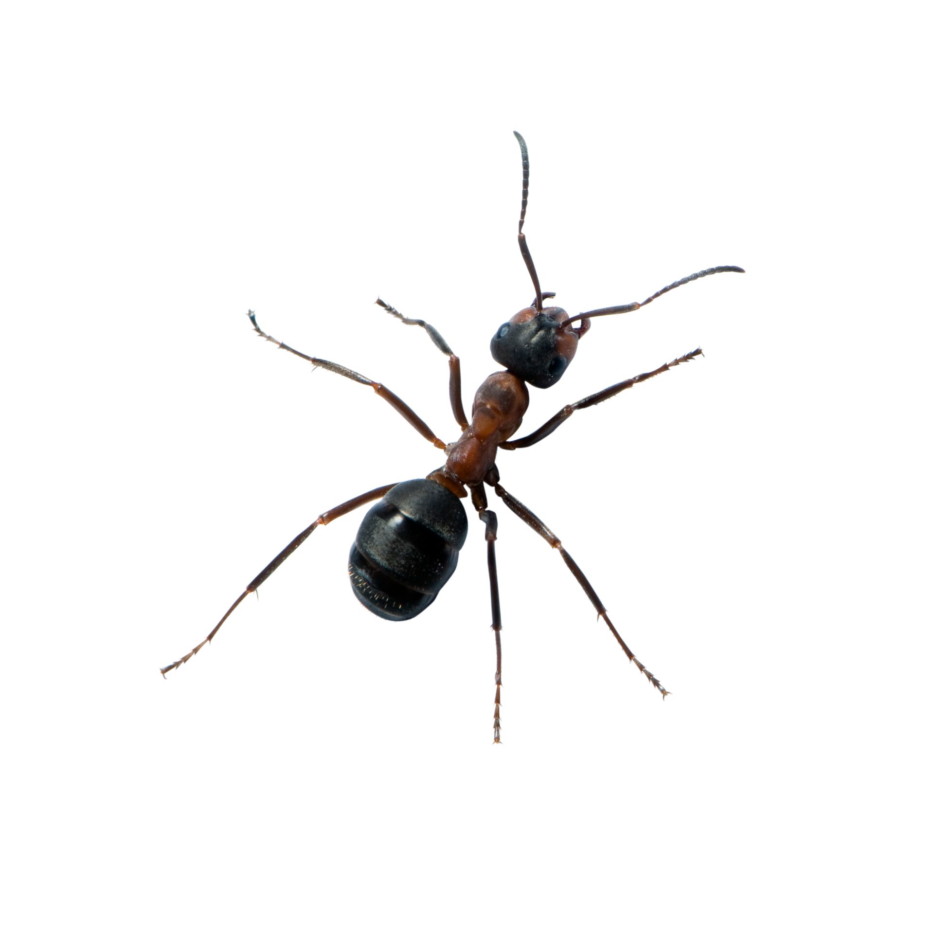 Brown and black ant with six legs and antennae, against a white background.