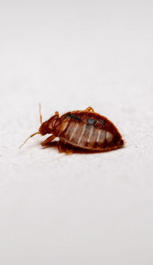 Brown stink bug on a white surface, facing towards the viewer.