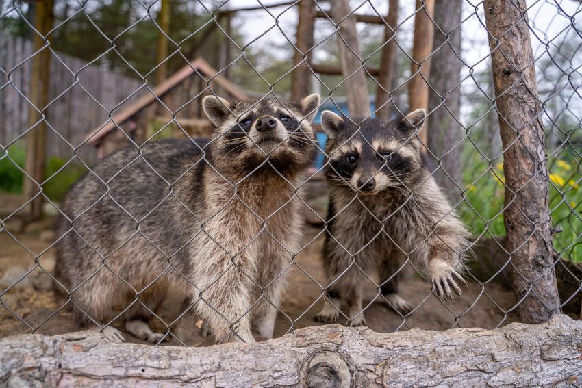 Two raccoons standing behind a wire fence outdoors, one looking up and one facing forward.