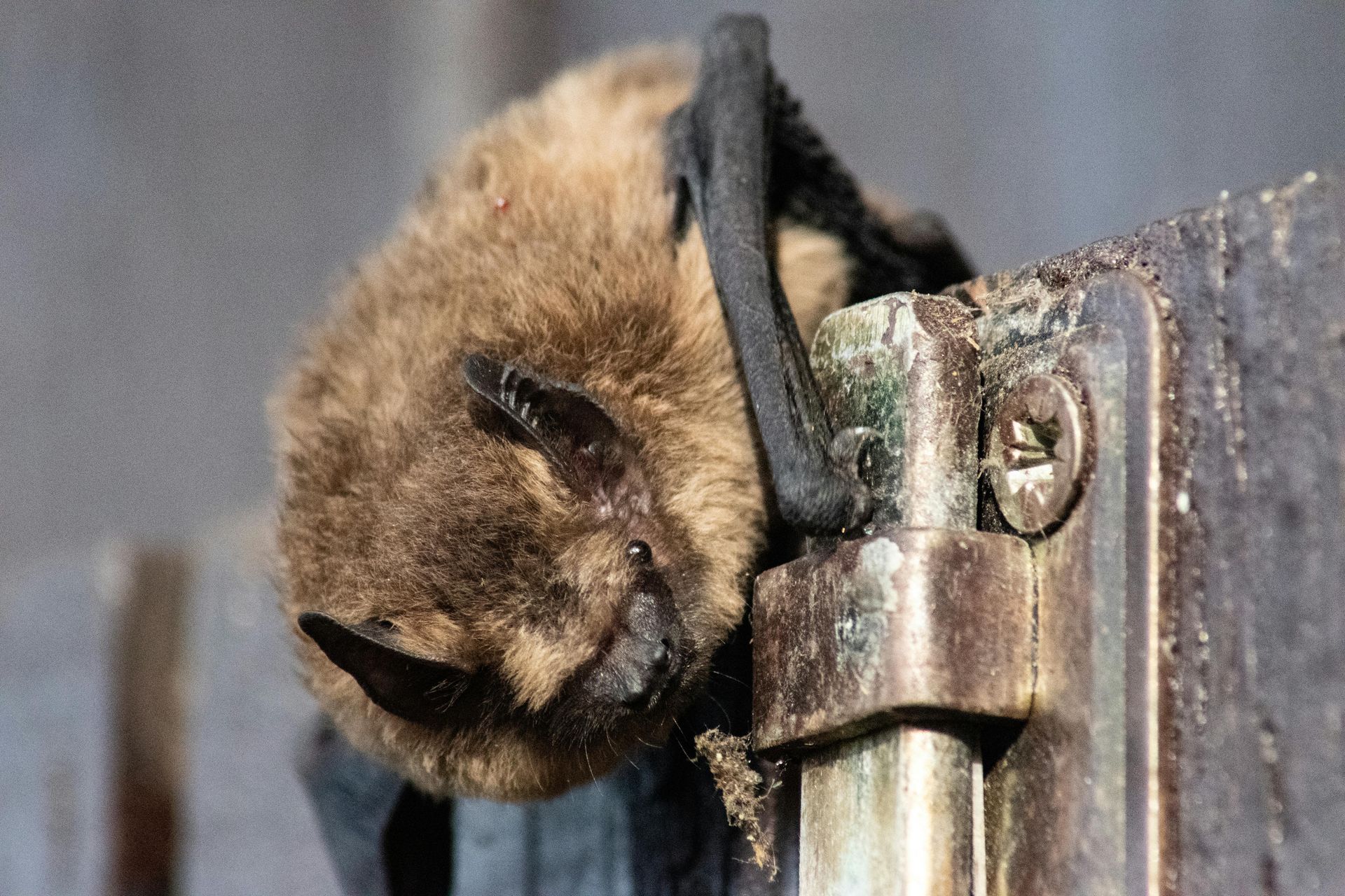 Bat exclusion one-way door installed by J&M Wildlife Services