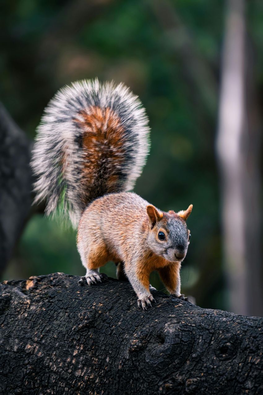Red squirrel standing on a dark rock, tail arched high, in a forest setting