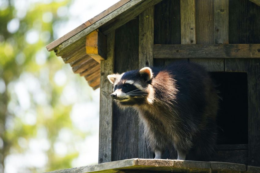 Raccoon peeks from a wooden birdhouse in bright daylight.
