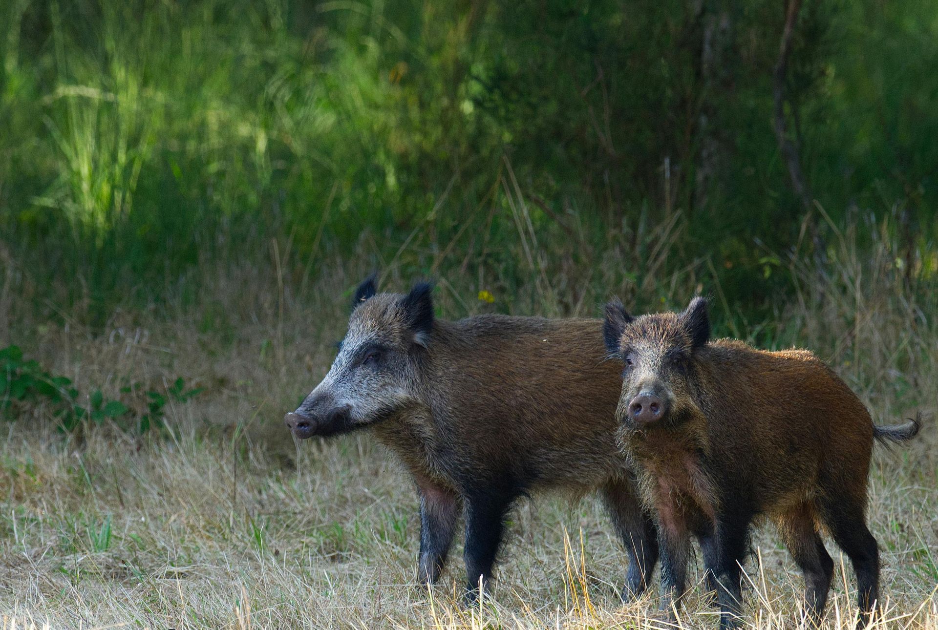 Feral hog damage to lawn and landscaping in Rockwell NC property