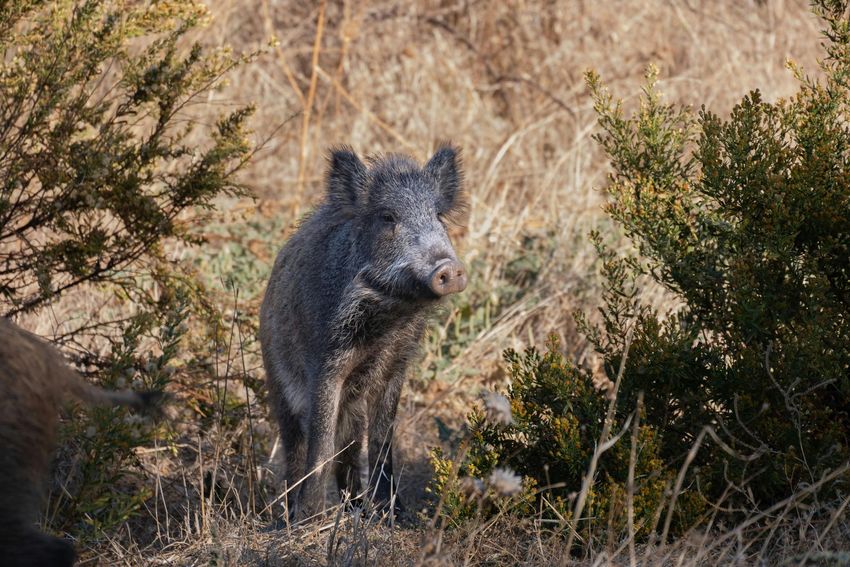 Black wild boar standing in dry grass and shrubs outdoors