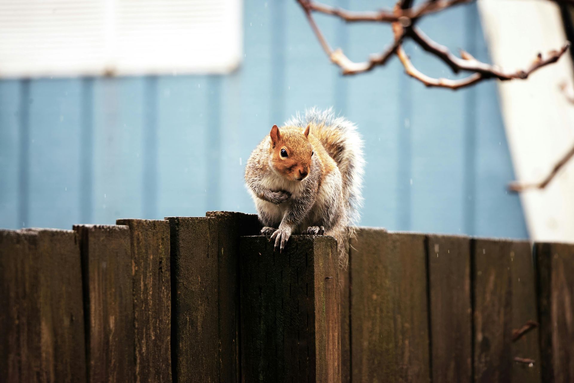Rodent and squirrel exclusion and repair, Rockwell home.