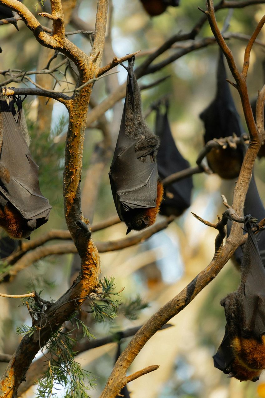 Close-up of a cluster of bats hanging upside down among tree branches