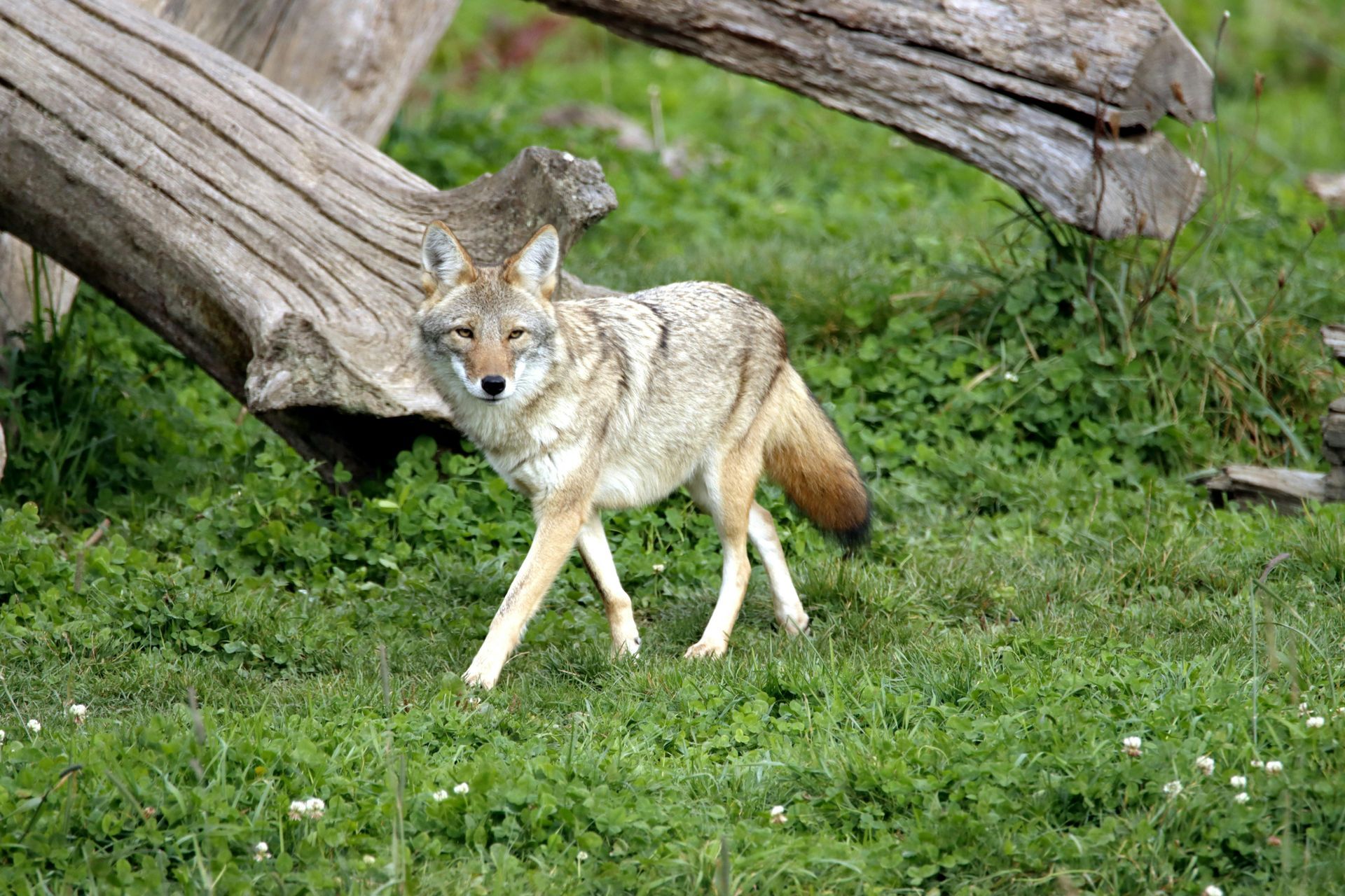 Gray fox wildlife removal and relocation in Rockwell NC