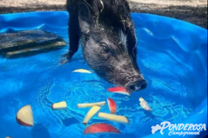 A pig is eating apples in a pool.