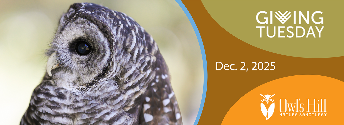 Close-up of an owl, promoting Giving Tuesday, Dec. 2, 2025, for Owls Hill.