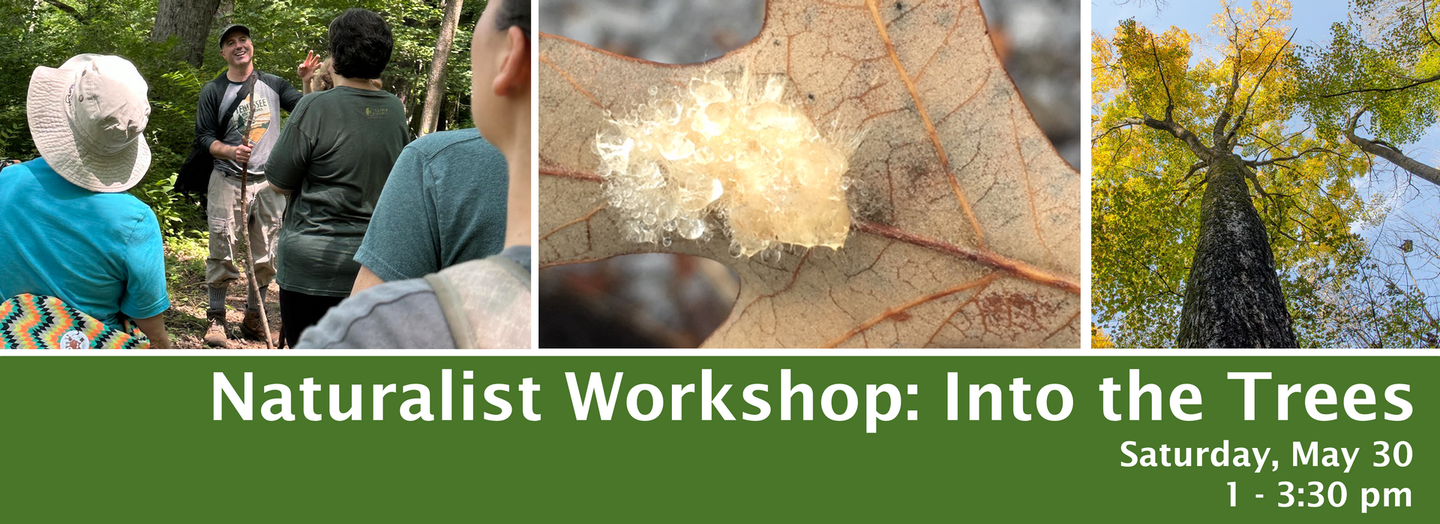 Naturalist workshop: People in forest, with leaf, and trees. 
