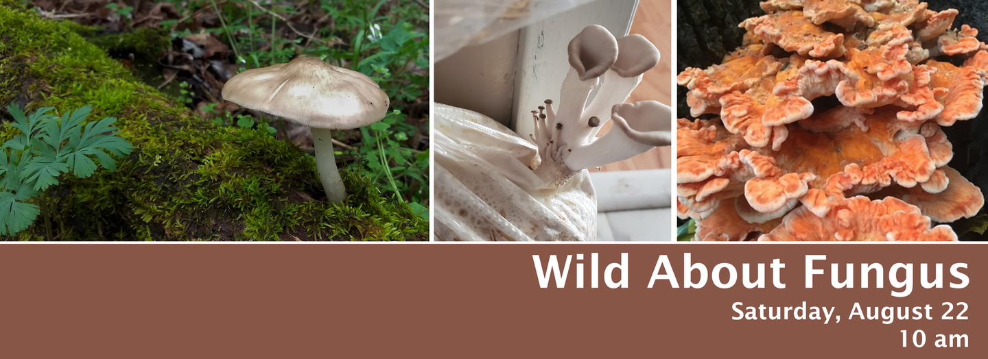 Three wild mushrooms in green foliage with 
