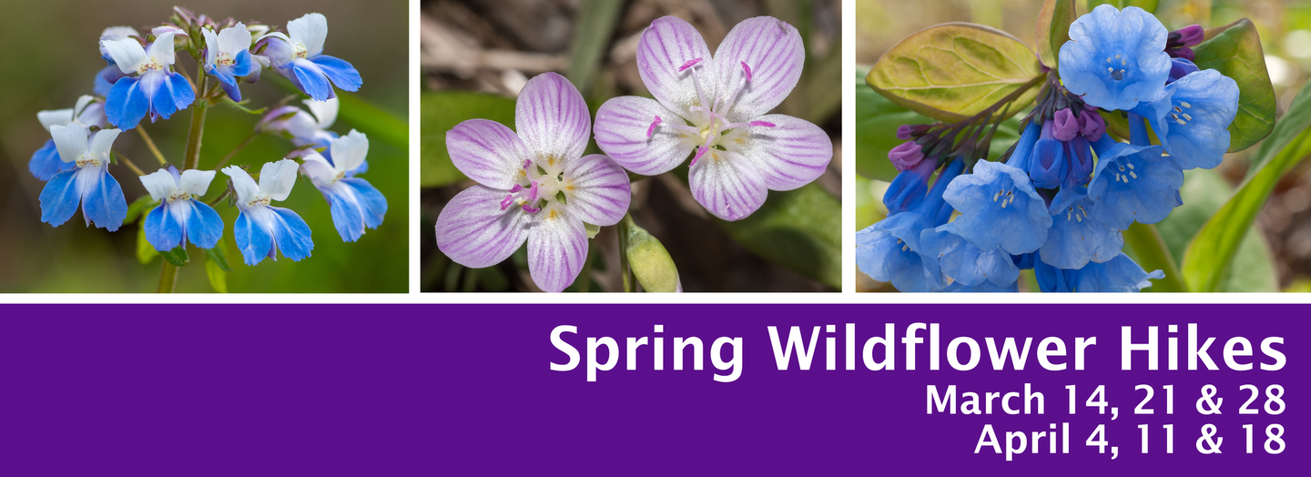 Banner for Spring Wildflower Hikes. Features three flower images and a purple banner with event dates March 14, 21 & 28 and April 4, 11 & 18