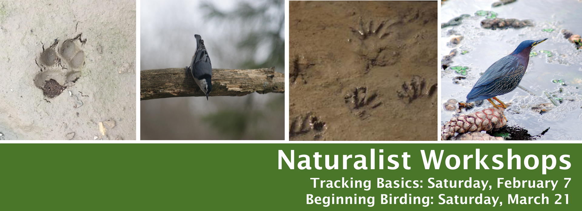 Banner for naturalist workshops, with animal tracks, birds, and dates: Feb 7 and March 21.