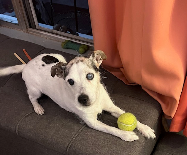 A dog is laying on a couch holding a tennis ball.