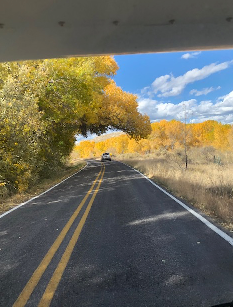 A car is driving down a road with trees on both sides
