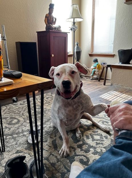 A white dog is sitting on a rug in a living room